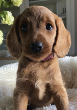 Kensington Community Primary School tweet media