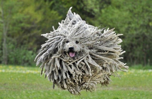 Although tbh nothing looks weirder than a 100% Puli, fucking look at this guy