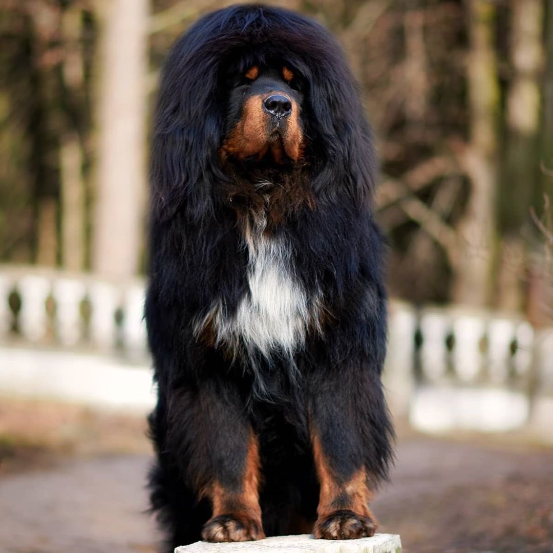 Another one from our desk of Dogs Who Look Like Carwash Parts: the mighty mastiff x poodle