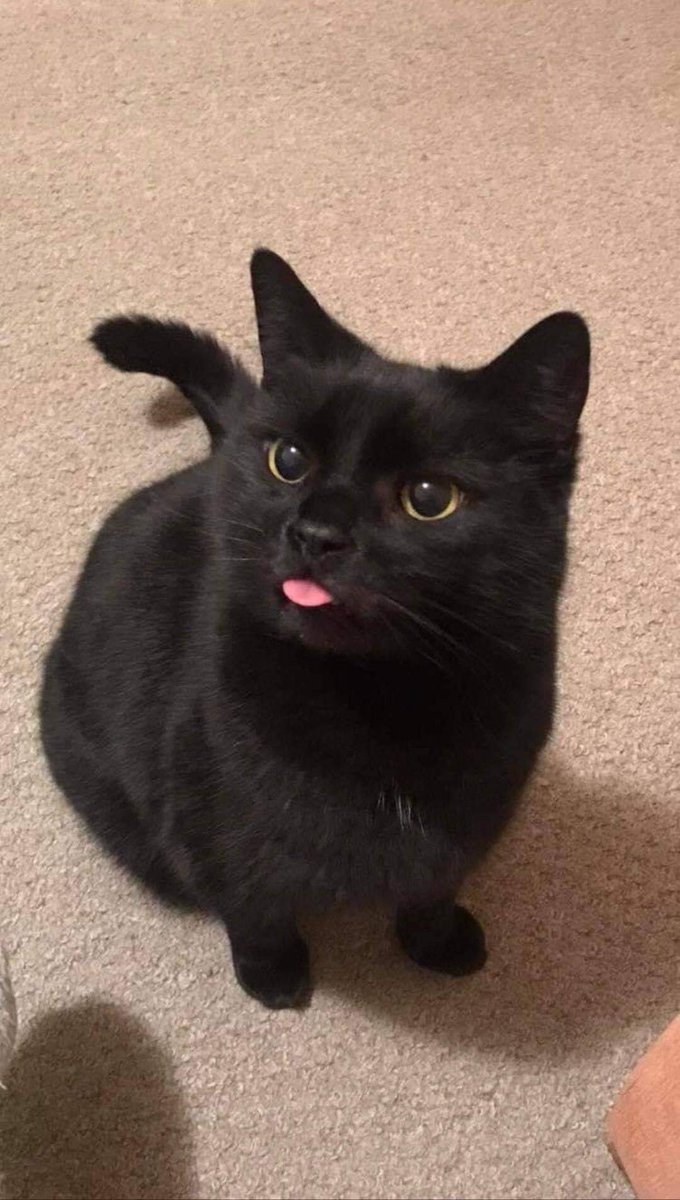 jaywonet's tweet photo. i know jay’s a catboy but i think i found an actual cat that looks like him i— https://t.co/whtJaIAHfh