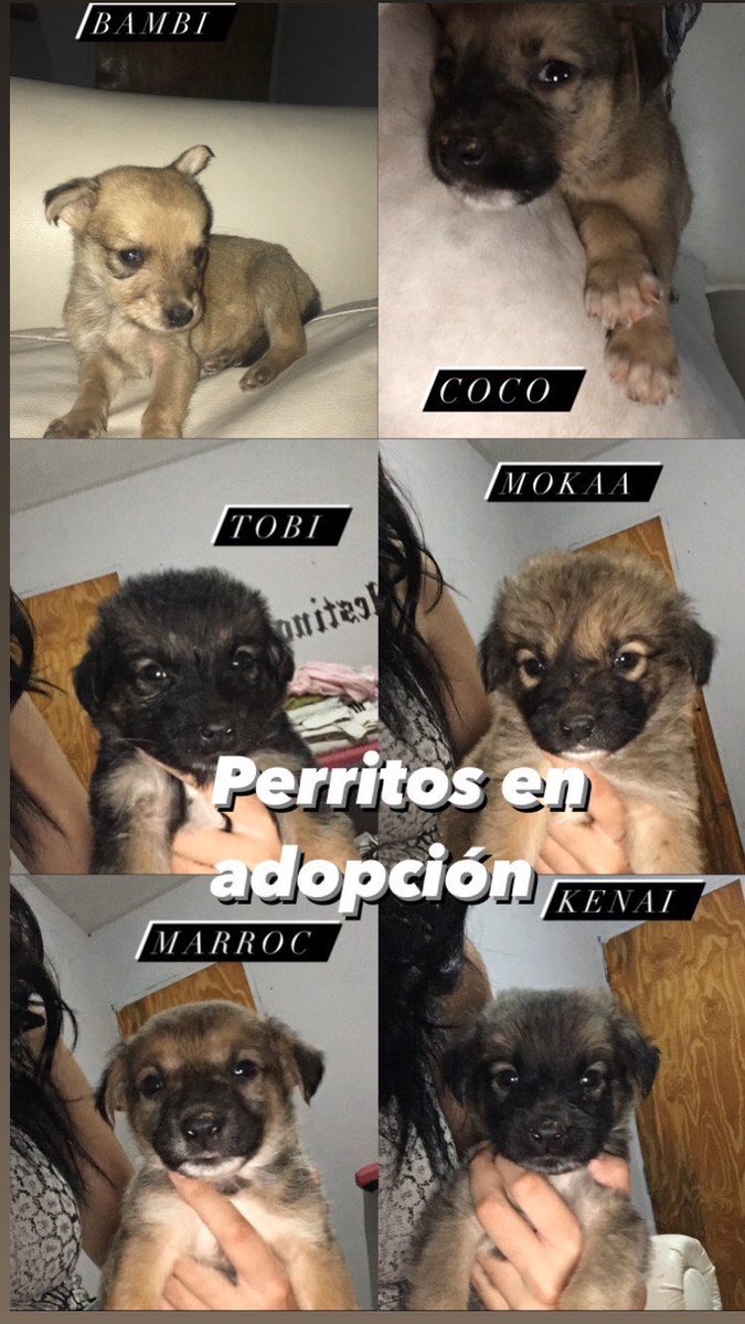 ¡MENDOZA DIFUNDIR! Perritos en adopción, mandarme un md, porfavor miren lo q son 🥺♥️ necesitan un hogar urgente