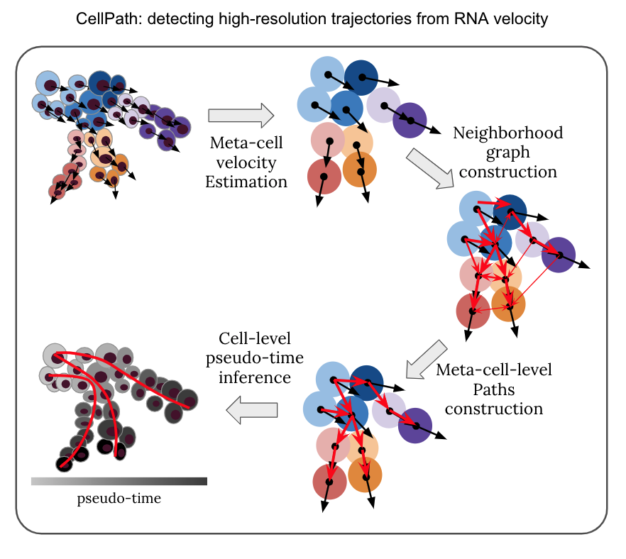 How to use RNA velocity to infer cell trajectories? Check out CellPath, where we "connect" RNA velocity and detect representative trajectory paths in a population of cells. CellPath can find multiple trajectories with different start points.  
biorxiv.org/content/10.110…
#SingleCell