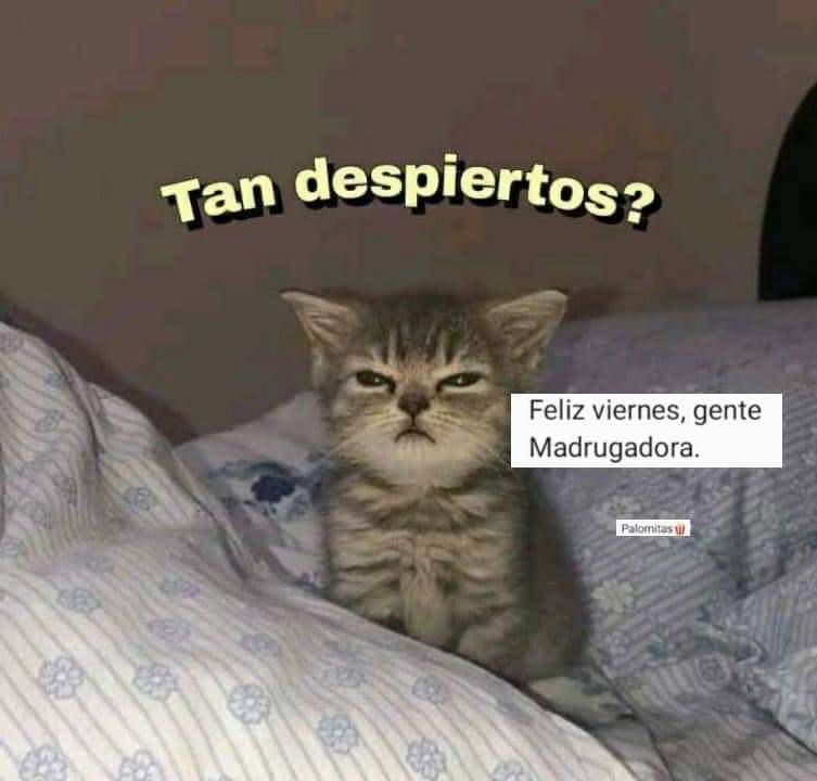 YoAmoLa99's tweet photo. @jJesus_VG @YODEBUENAS @La99fm @loschavosdela8 @SandraValverd19 @LaloMoran_Mov @Guirnalda18 Buenos días Jesús y #Banda99 pasen un gran gran gran gran
#ViernesdeChavorrucosconMiguel
Ya voy despertando!! ☕😎☕😎☕ @YODEBUENAS https://t.co/3ANBAVuCMY