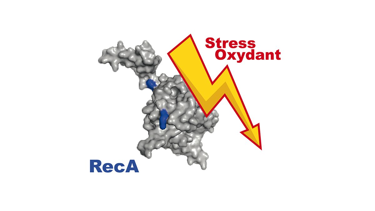 #ResultatScientifique 🔎 | Le réparateur réparé : RecA sous surveillance d’un système antioxydant

▶️ insb.cnrs.fr/fr/cnrsinfo/le…
🤝 <a href="/CNRS/">CNRS 🌍</a> <a href="/CNRS_dr12/">CNRS Provence et Corse</a> @lcb_officiel @univamu <a href="/institutpasteur/">Institut Pasteur, since 1887</a> 
✍️ <a href="/EzratyB/">Benjamin Ezraty</a> <a href="/FredBarras/">Barras Frédéric</a> 
📕 <a href="/eLife/">eLife - the journal</a> | doi.org/10.7554/eLife.…