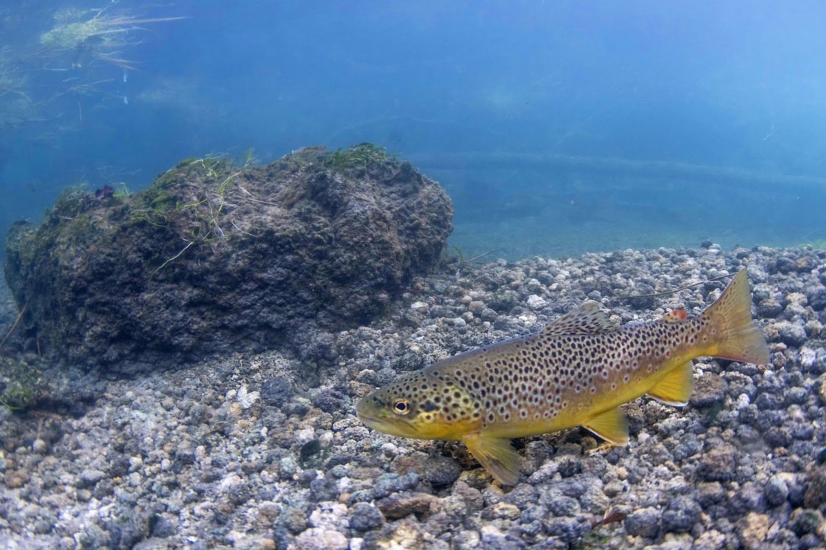 JackPerksPhoto's tweet photo. I'm speaking tonight on zoom for the Oadby &amp; Wigston Group of @LeicsWildlife which is a free talk. I'm going into details about freshwater fish and how I film them.

https://t.co/HOdU6kAumV https://t.co/v7KUxoqlaB