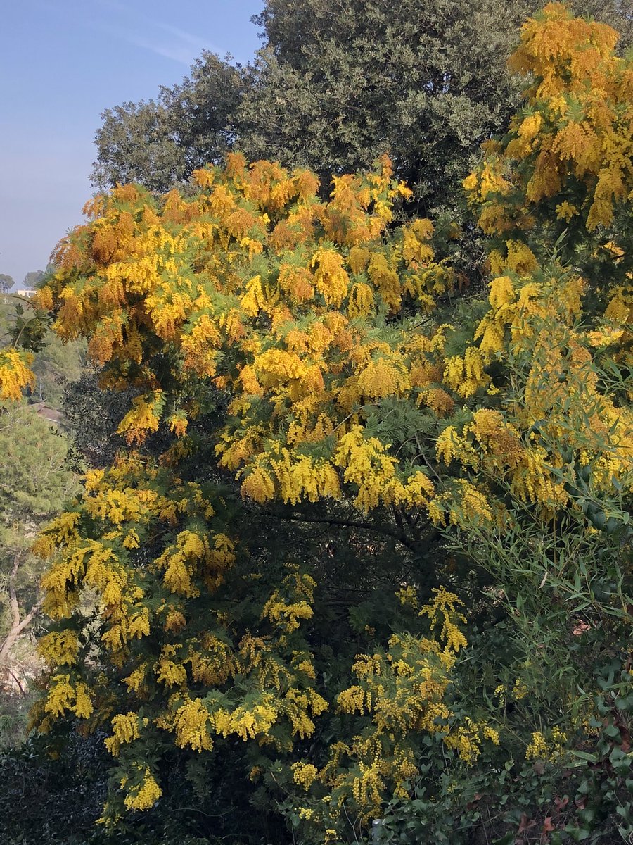 MaIsabel2026's tweet photo. La primavera parece deseosa de llegar.
#colores
#dePrimavera 😍 https://t.co/CQpASUep85