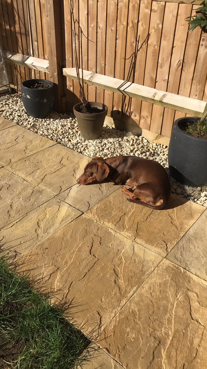 mrscscott2nd's tweet photo. Sat reading #happymumhappybaby by @MrsGiFletcher with pup and bump in the sunshine ☀️ https://t.co/MSS3nEUrjV