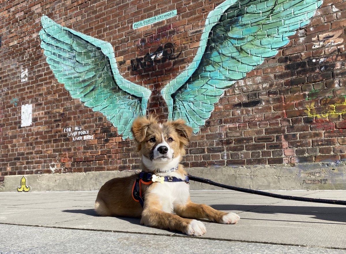 I’m officially a Scouser! Here I am looking very proud to be an adopted Liver-pup ❤️🐾

#DogsOfTwitter #RescueDog #AdoptDontShop #DogsOfLiverpool #Liverpool #LiverBird #FridayVibes