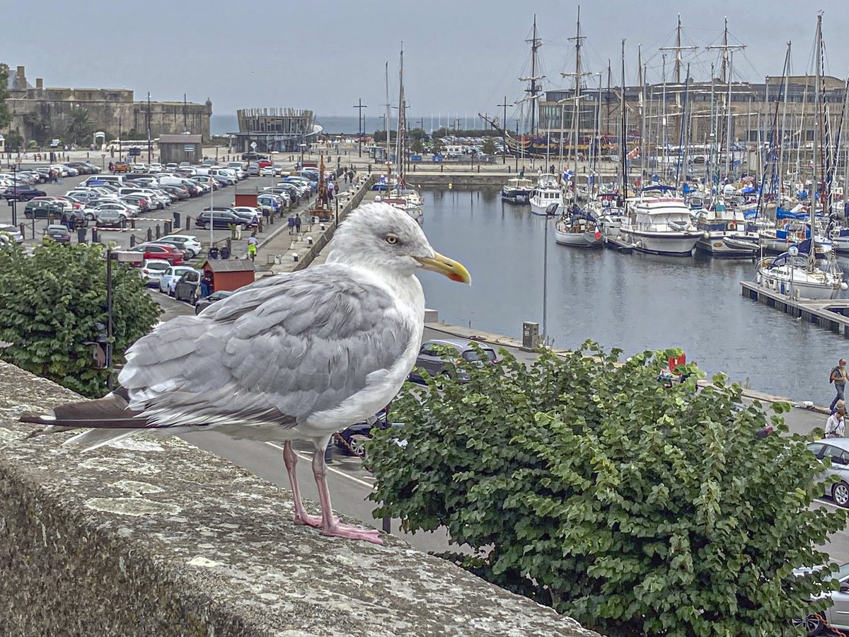 MarcRees16's tweet photo. St.Malo #Bretagne #France #MagnifiqueFrance #MagnifiqueBretagne https://t.co/Gu10yqUUWR