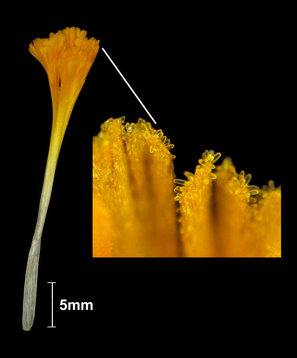 Playing around with a few new pieces of kit, really need to find some hairy/scaly leaves! #Macro #Crocus #Stigma #Umbel fruit #Botanical