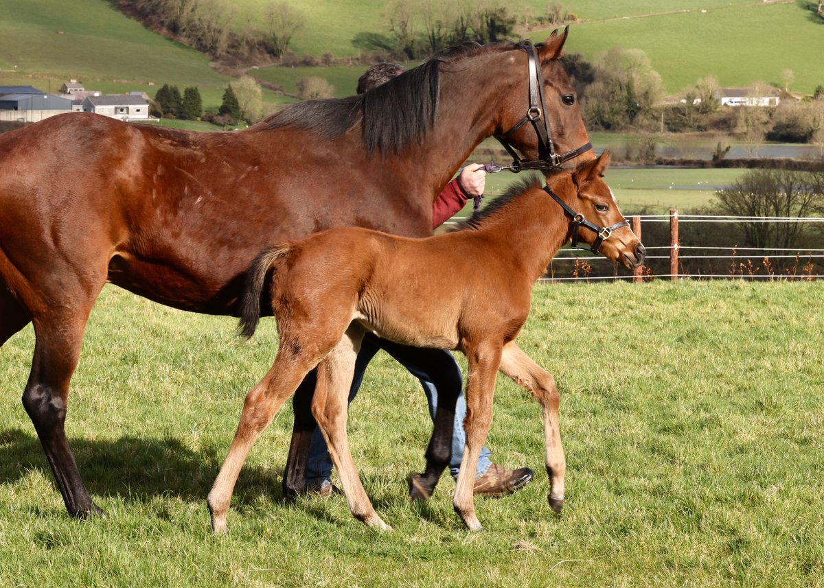 #FoalFriday returns! Here's a beautiful filly from the first crop of Group 1 winning sprinter Eqtidaar @ShadwellStud. She was bred by <a href="/Ballydorganstud/">Ballydorgan Stud</a> out of a half-sister to Bahri &amp; Bahhare