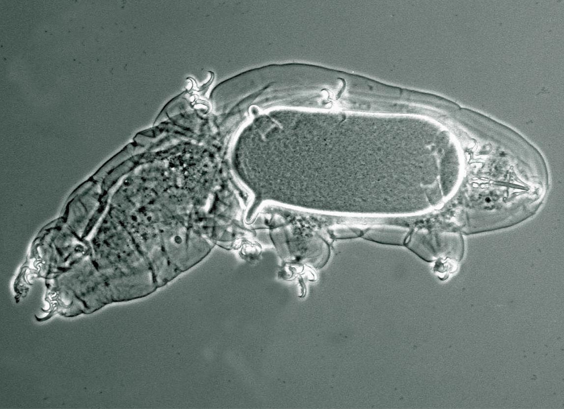 Solved: The most common, flagellated asexual spores of algae are called  zygospore oospore ap [Biology], image size:1148x834