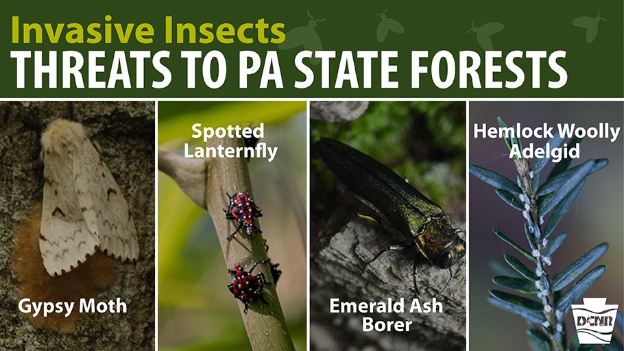 DCNRnews's tweet photo. Invasive species can have devastating impacts on the long-term health and sustainability of #PAStateForests. These #InvasiveInsects are causing significant changes to our forest landscapes ⤵️ Learn more ➡️ https://t.co/fZyvkHxmQQ #InvasiveSpeciesWeek #NISAW #ForestFriday https://t.co/JgGhWYxOQM