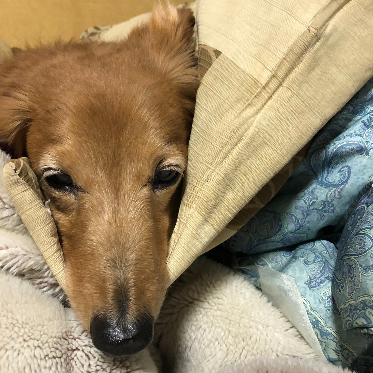 Twitter投稿サムネイル画像