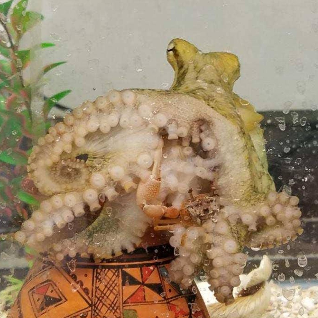 With all the crazy weather in Chicago, getting our animals live food was a challenge. When pressed they will eat frozen shrimp, but we must trick them into thinking it is still alive. BUT today we got in a new order of crabs, which made some octopuses very happy 🐙🦀
#octopus