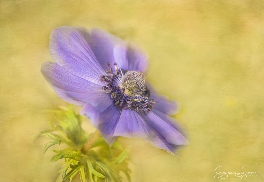 SuzannaShoots's tweet image. #complementarycolors #anemone # #flower #flowergram #flowerlove #flowersofinstagram #flowerstagram #phlorography #flowerart #flowerartistry
