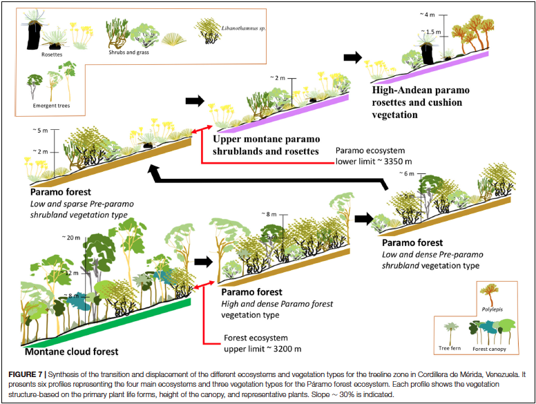 eulogiochacon's tweet photo. Con gusto y placer vamos saliendo con los encargos, aquí la publicación en @FrontEcolEvol sobre el impacto del cambio global en la dinámica del treeline en Los Andes venezolanos. Cuantificamos el avance del bosque por efecto del calentamiento global. https://t.co/uhjdWqUN1G https://t.co/WnlCxNeTSb
