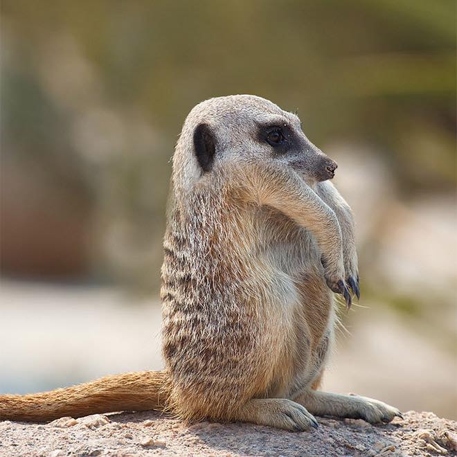 попугай жако без перьев. животные без. животные без. животные без. животные без.