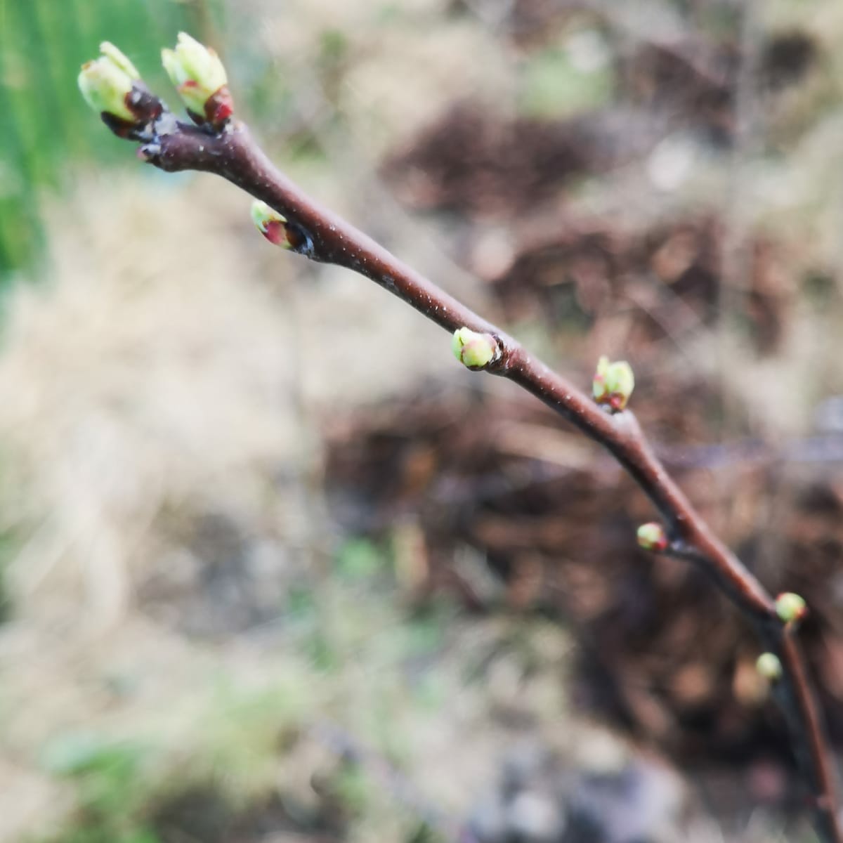 Nothing better! Seeing the trees you've planted coming into leaf 😊 @Keep_Wales_Tidy @WGEnviroAgri #wellconnected  #NationalForestWales #Tree #SignsofSpring #spring @conwy_kwt @kwt_denbighshir