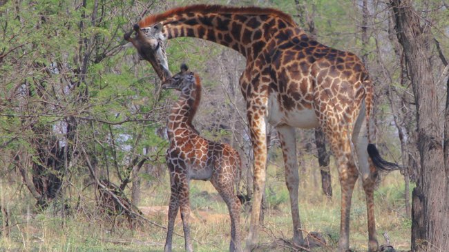 ADS_Safaris's tweet photo. REGION SPOTLIGHT Ample shade and fresh water are magnets for an abundance of animals. Bologonja is a lush and idyllic spot hidden away in the remote reaches of the North Serengeti. 

SEE MORE  ☞: https://t.co/jgg8Y6f62F https://t.co/BiiMgsbwJS