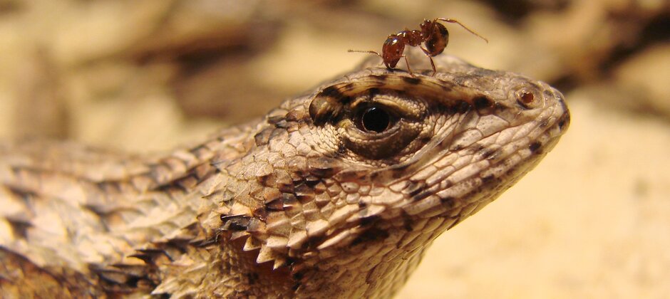 wildlifesociety's tweet photo. Eastern fence #lizards that have interacted with the fire ants for decades show some signs of immune resistance to the #invasive species. But reduced operations in other parts of their immune system could leave them more vulnerable to other threats. https://t.co/xZywLQkawE https://t.co/kwbGd857w8