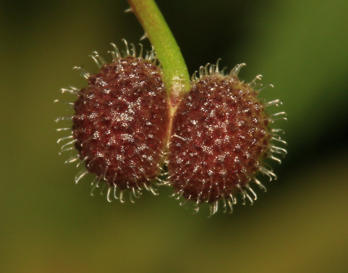 Common plants. Cleaver Seed.