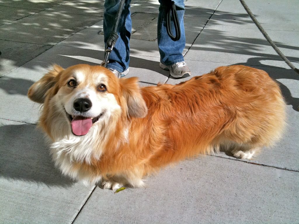 Cocker spaniel x corgi, because stop taking life so seriously