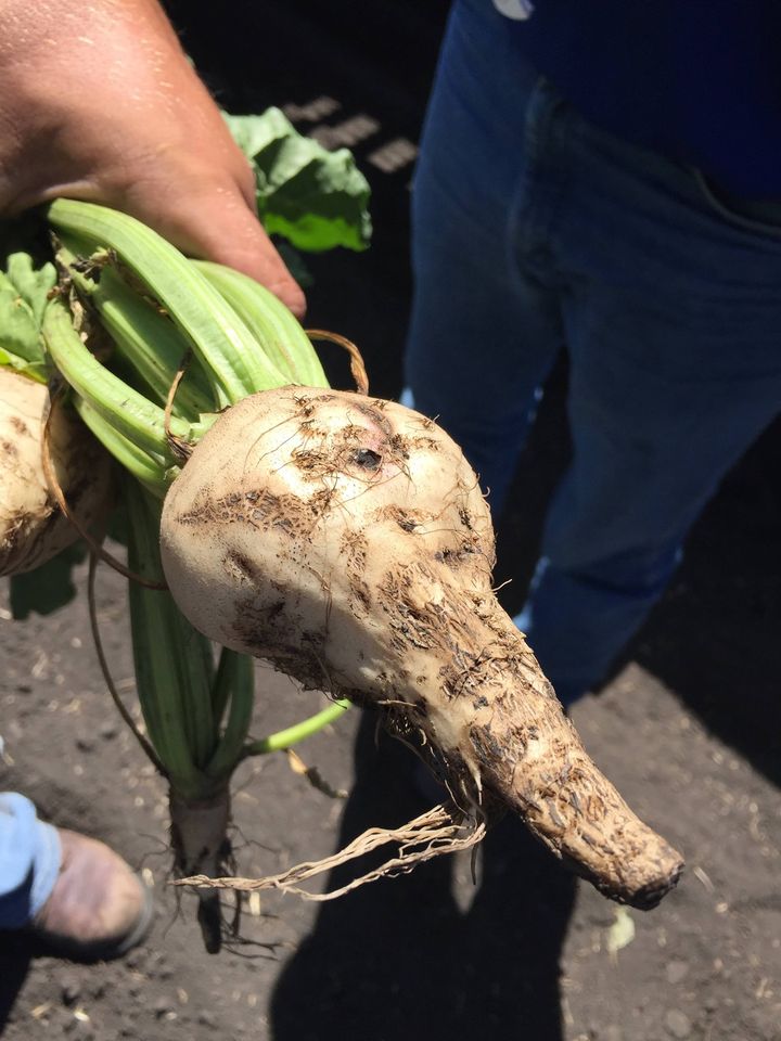 ViveCrop's tweet image. Don't let sugarbeet root maggot affect your crop! Use Midac FC! Midac FC is easy to mix with in-furrow liquid fertilizer as well as AZteroid FC 3.3 fungicide for rhizoctonia control.

#AgTwitter #Sugarbeet #Infurrow

ow.ly/2YqU50DIRoc