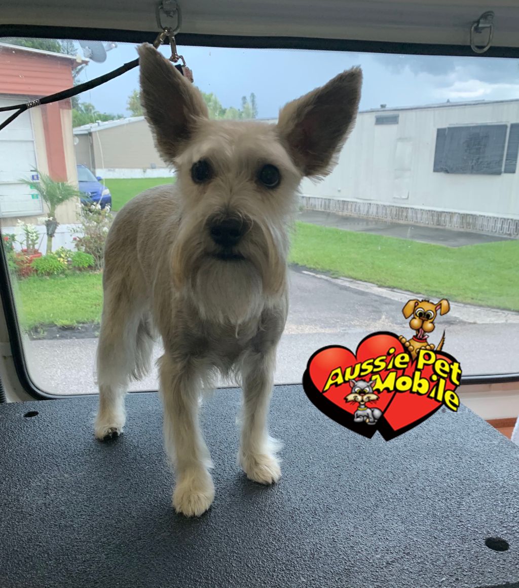 apmboca's tweet photo. Ready for the weekend #AussiePetMobile #AussiePetMobileBoca #MobileGrooming 🐾🚐 #PetGrooming 🐶🐱 #MobilePetGrooming 🧼🛁#DogGrooming #CatGrooming #Groomers ✂️ #MobileGroomers #CleanAndCute https://t.co/gkwX8BkaZ4