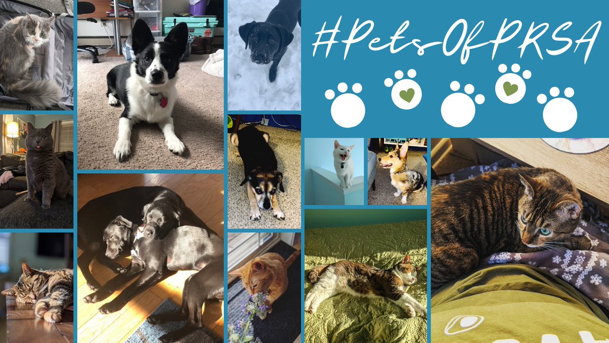 CMPRSA's tweet photo. Did you miss our February chapter update? We announced a paw-sitively fun new series - #PetsOfPRSA!πΎ
Just share photos of your furry friends, tag @CMPRSA, and use #PetsOfPRSA for the chance to be included in next month's chapter update! https://t.co/iYyboyZgtA