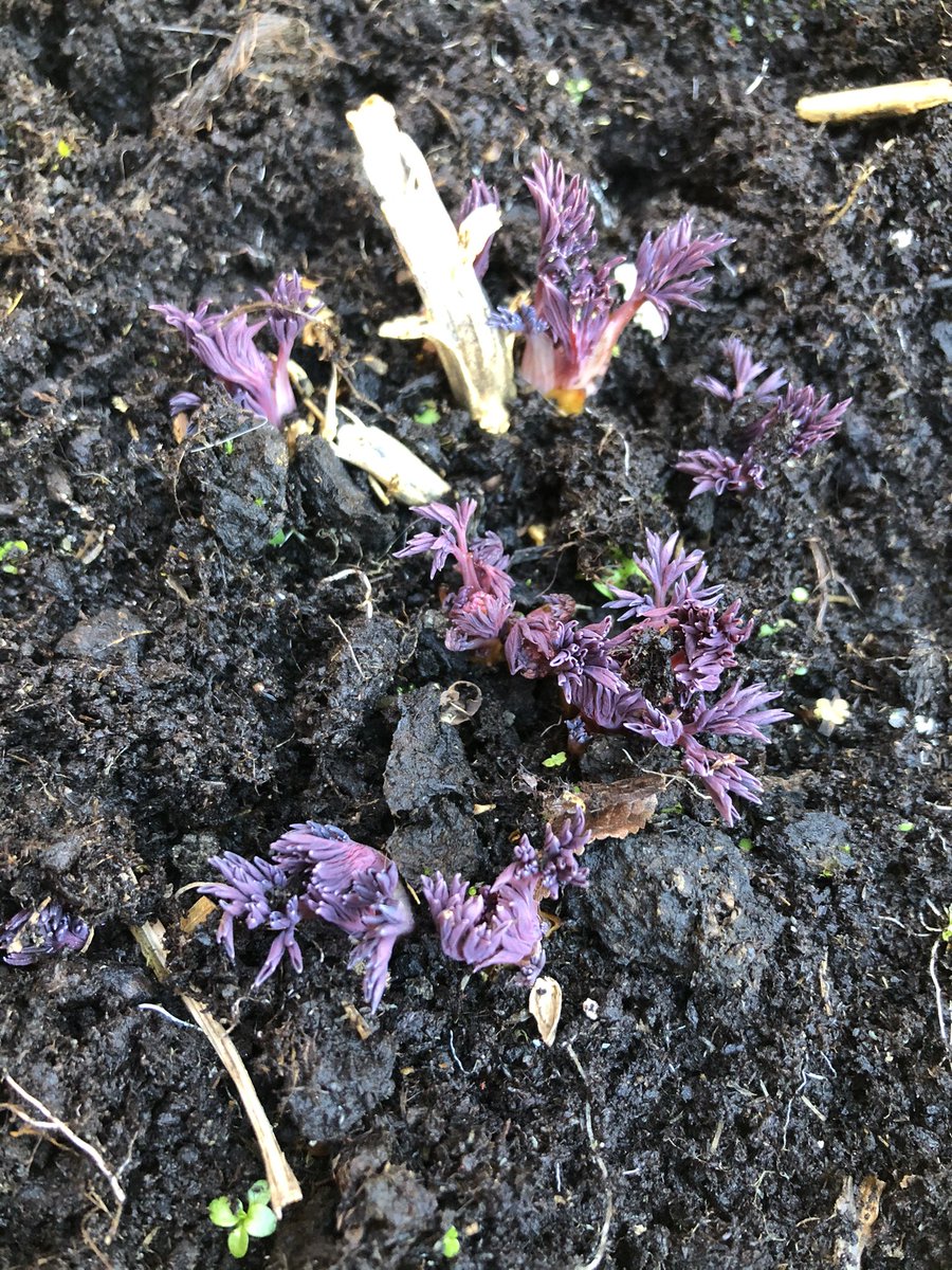 muslimmummies's tweet image. When the sun is out we start gardening and bug hunting 

#SpringIsOnItsWay #gardening