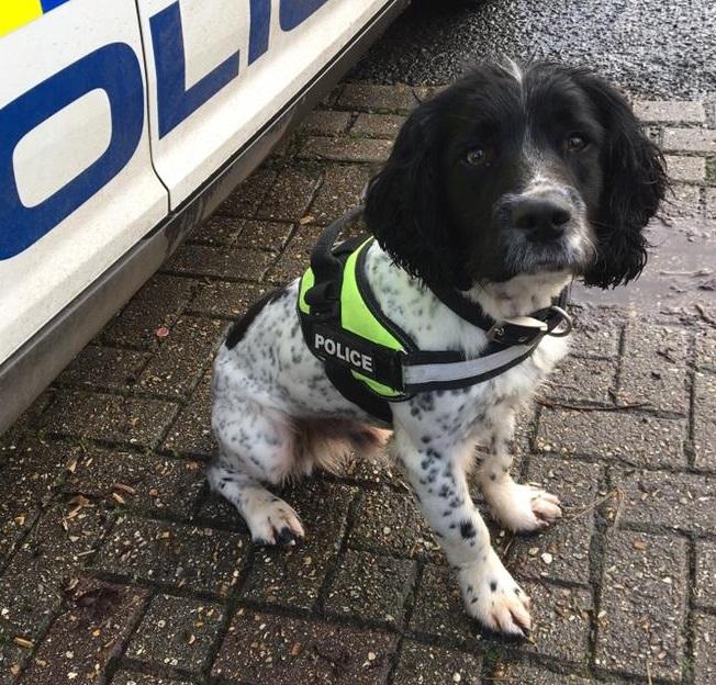 Can you help? We need a Spaniel dog (1 to 2 years old) that loves to seek out their favourite toy to train as a police search dog, detecting drugs, cash and firearms.
The course starts on 8 March 2021 so please get in touch ASAP.
Email: dcpdogsection@dc.police.uk