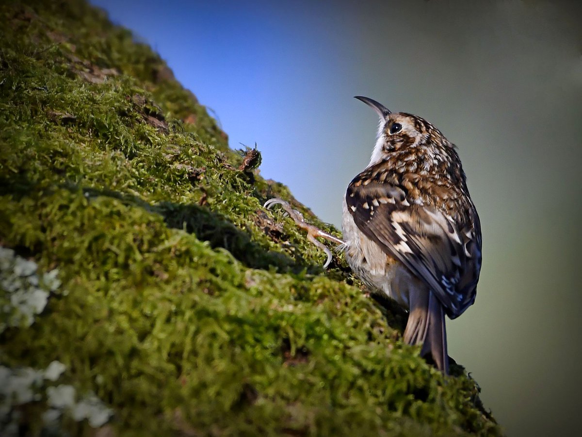 ChrisWizz3r's tweet photo. @FleetPondSoc @HartCountryside @BBCSpringwatch Finally captured a Treecreeper in good light and not camouflaged against a tree at Fleet Pond this morning https://t.co/I7zsKtZIkH