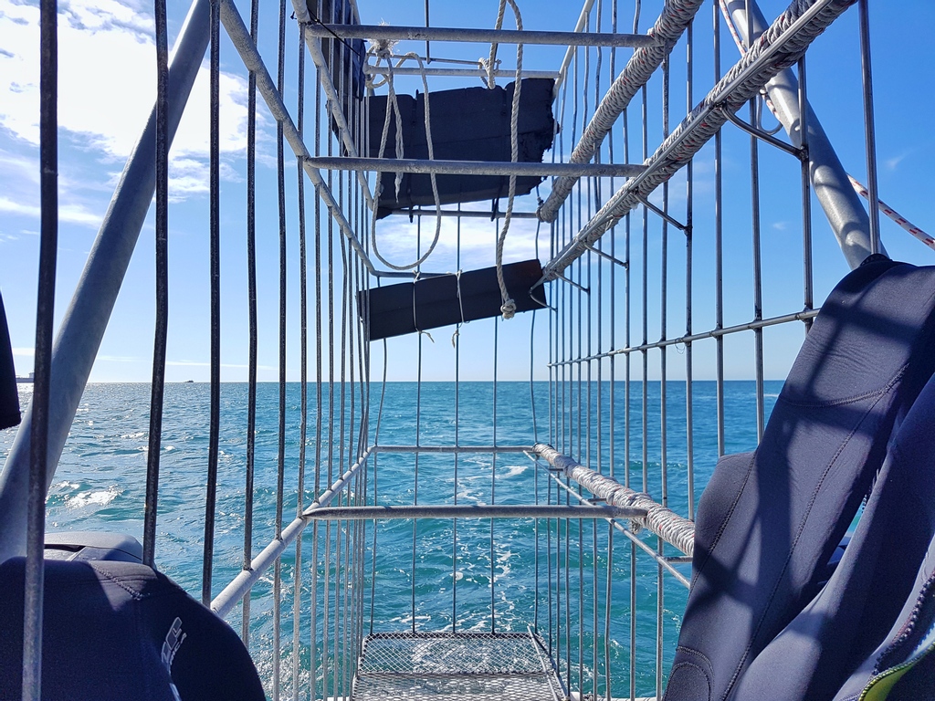 khula_akash's tweet photo. A date with the great white #sharks off #MosselBay

#khulaakash #travel #travelphotography #nepali #nepalitraveller #indianocean #southafrica #capetown #africa #beautifuldestinations #gardenroute #backpacking https://t.co/Q1xO769lrg