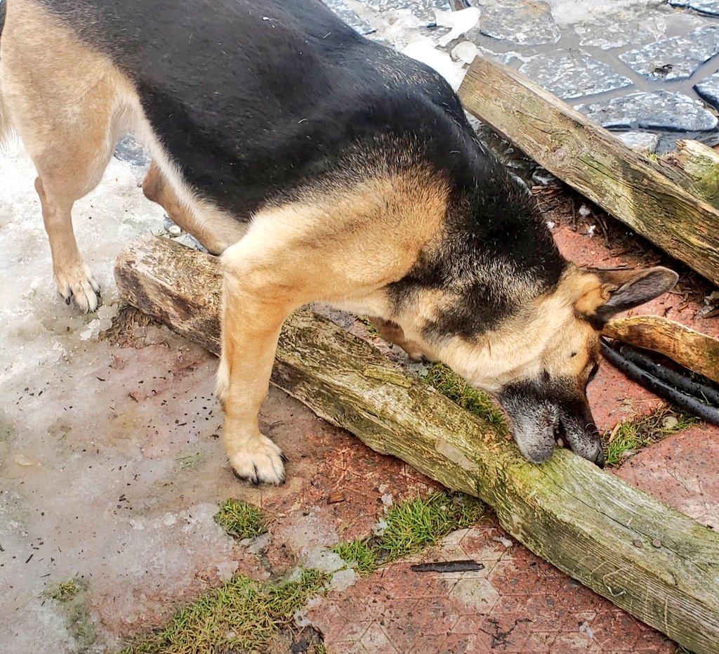 TheLuckyPupp's tweet photo. @JoeBiden @DrBiden This is our beautiful #JunkYardDog Roxy aka The Rox Star. 8 yrs young going strong. She likes to be grimey, dig, swim, play in mud. You know #junkyard dog kinds of things. Better known as #germanshepherd kinds of things. #CHAMPRULES #JUNKYARDDOGSRULE 🐾🐾 🇺🇸 https://t.co/YWl0OOgWjv