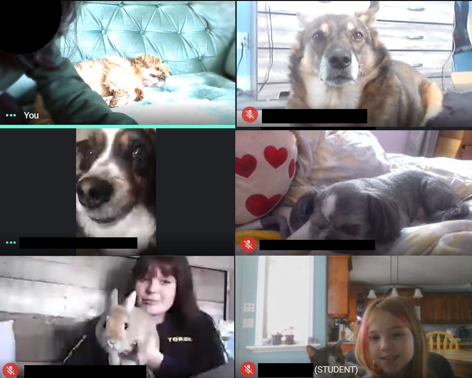 mmelegrow's tweet photo. Had some students show up to class early today for a pet show and tell! Nice way to start our Friday afternoon :) @NLESDCA @hillviewacademy @975krock @JLaC975 #ShowYerPuppies https://t.co/8zPdpcWMOw