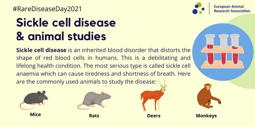 #Sikkelcelanemie is een zeldzame bloedziekte. 
Wist je dat #proefdieronderzoek met #muizen, #ratten, #apen en zelfs #herten ons veel geleerd hebben over deze aandoening?

#Icare4rare #RareDiseaseDay2021 #zeldzameziektendag #RareDisease #EARA #dierproeven
