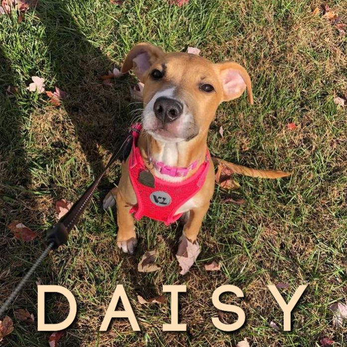 PWCS Student Senate tweet media