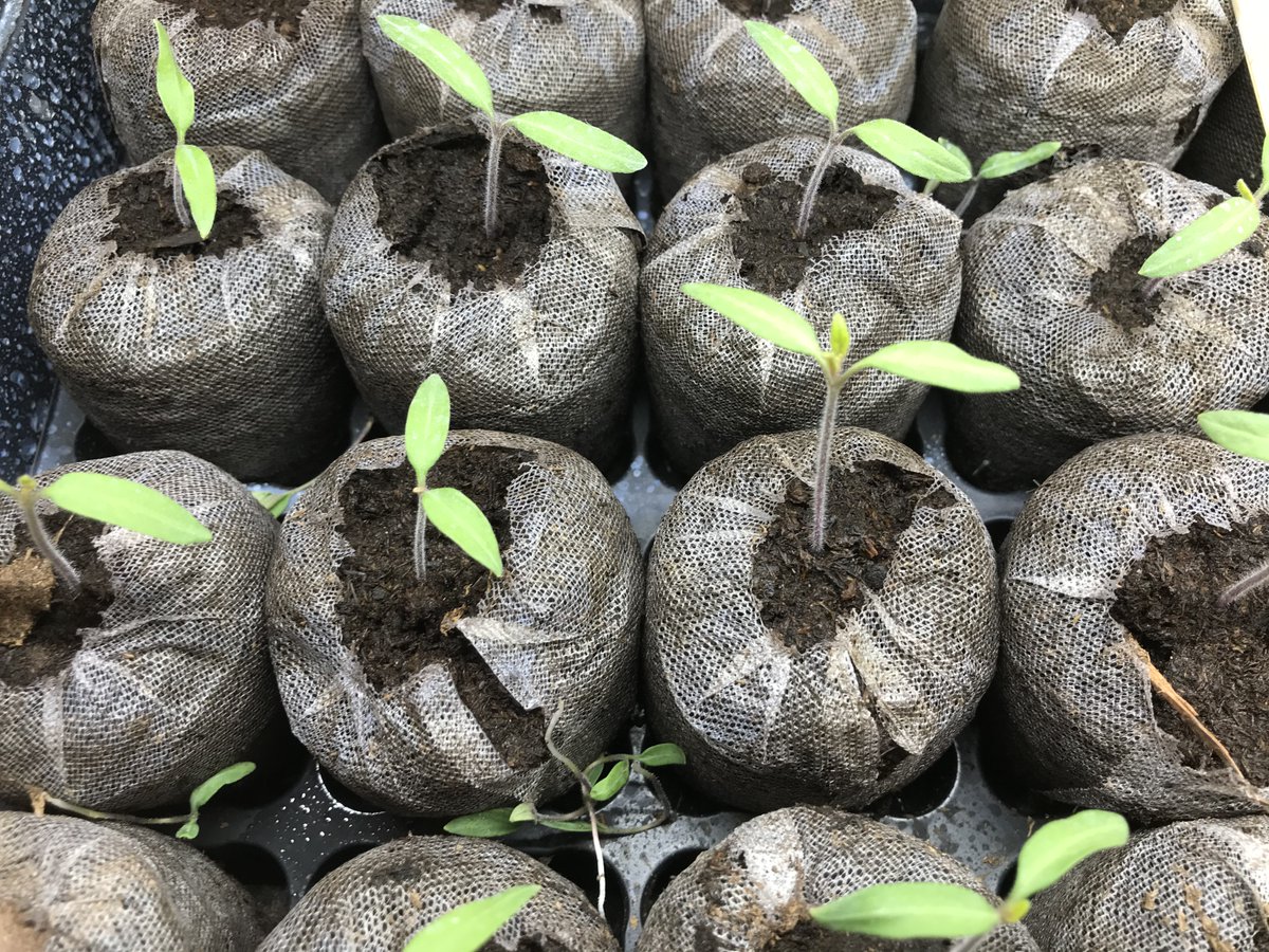 These are listener Andy's beautiful litttle tomatoes. 

Today on <a href="/BlueSkyCBC/">Blue Sky</a> we'll have Rachelle Ternier from Prairie Garden Seeds and Patricia Hanbidge from Orchid Horticulture to answer your gardening questions. 
<a href="/TweeterMillsCBC/">TweeterMillsCBC</a>

12-1 on CBC Radio One
1-800-716-2221