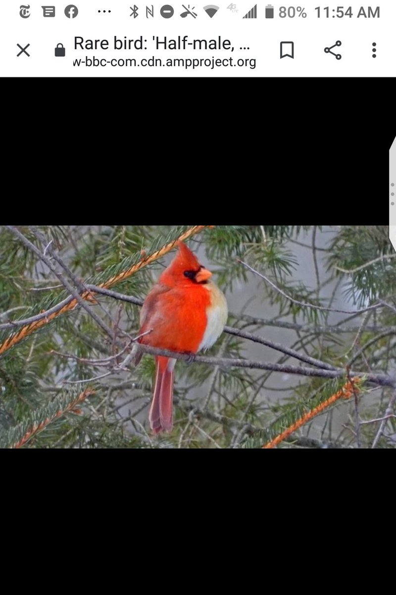 A bird that appears to be half-female and half-male has been photographed in Pennsylvania by a birder who rushed out with his camera when he heard a friend had spotted the northern cardinal. Photo credit- Jamie Hill