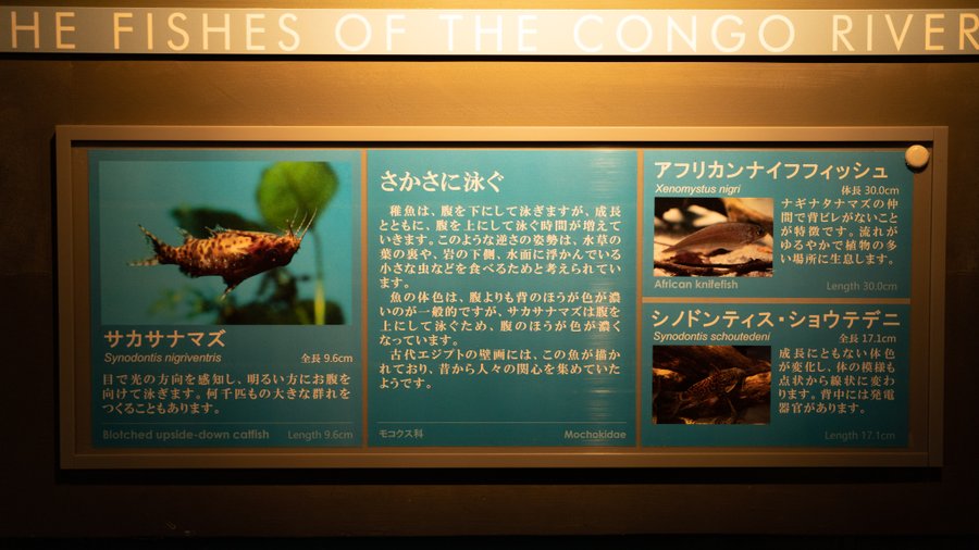 サカサナマズとは 飼育に必要なものや飼育方法 混泳できる相手についても紹介 あにまろ る