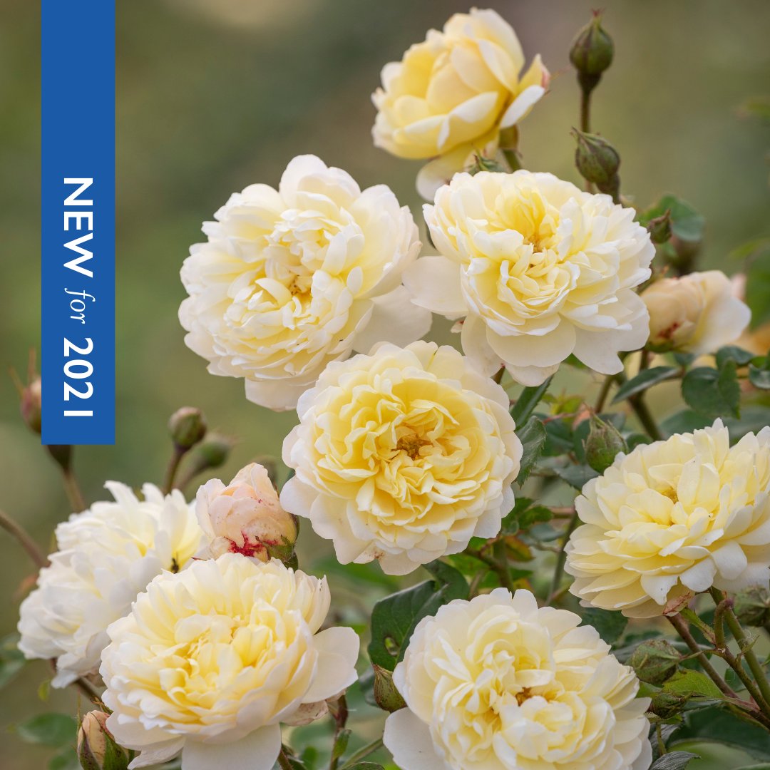 DAustinRoses's tweet photo. We are thrilled to release our new rose, Nye Bevan (Auspital). Available to pre-order from Wednesday 3rd March. https://t.co/vhxj6ahXR8