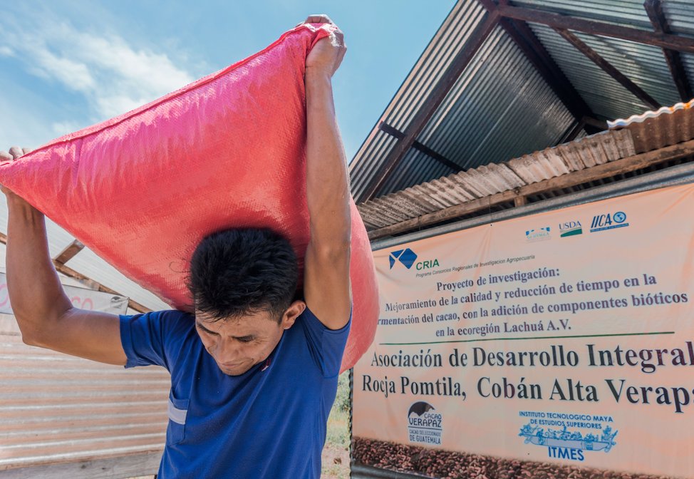 West Coast chocolate makers, here's an update for you! We currently have cacao in stock from Lachuá and Cahabón from Cacao Verapaz. For African cacaos, we have stock of Semuliki Forest from Uganda and ABOCFA, Ghana.  Coming soon - we are planning to restock Oko.
