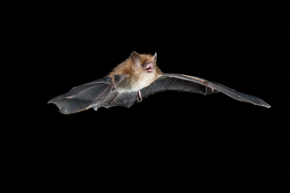 Honored to be a part of this great group of presenters for the <a href="/ExplorersClub/">The Explorers Club</a> Wildlife Tracks event on March 1 at 7 pm ET - my short talk is Bats: beneficial, not bad (photo by <a href="/VincentLuk_/">Vincent Luk</a>) explorersclub.org/events/detail/…