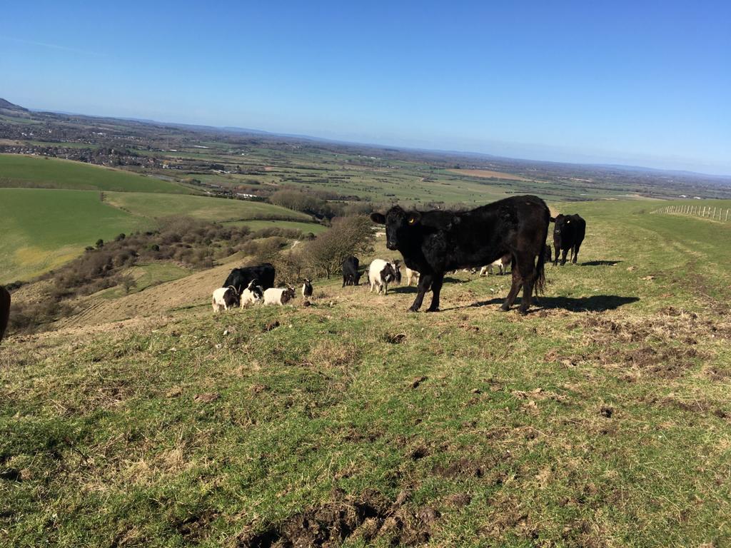 Conservation grazing with cattle and bagot goats on Beeding Hill SSSI....amazing bird song today too!
<a href="/sdnpa/">South Downs National Park</a>