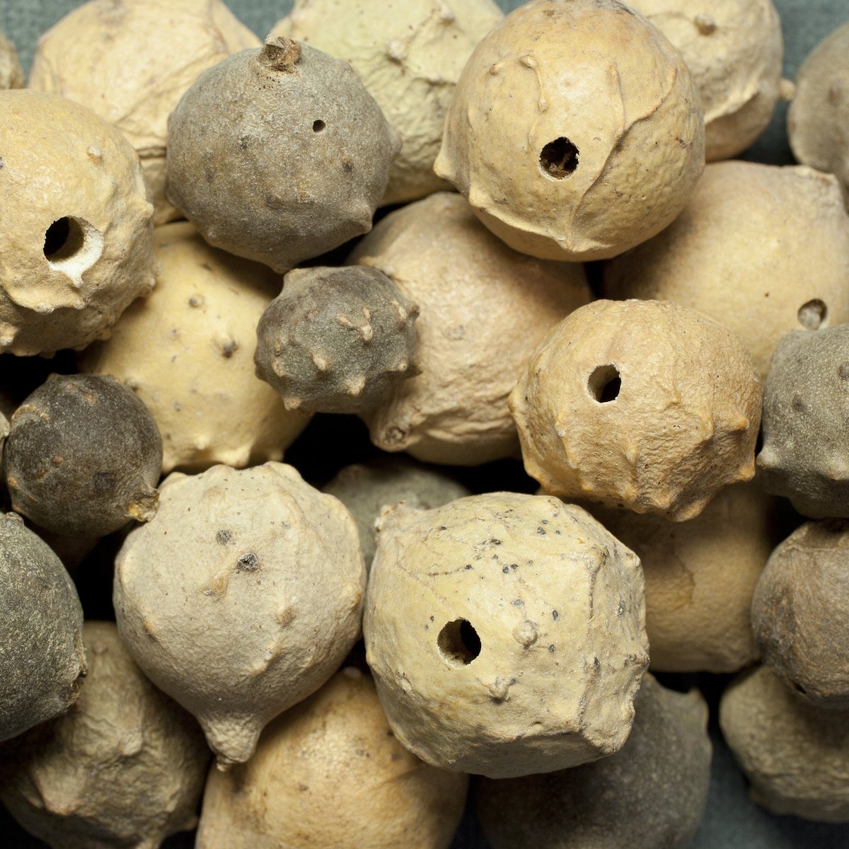 Ever wondered how the #ink for #medieval #manuscripts was made?

Tune into <a href="/sarajcharles/">Sara Charles</a> brilliant lecture ‘An introductory talk on iron gall ink’ part of #MaterialWitness <a href="/CHASE_DTP/">CHASE DTP</a> 🖋🪶📜

👀🎥 youtu.be/_EuVBSKpdzM