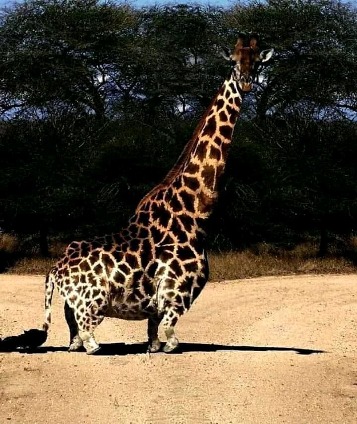 Толстый жираф