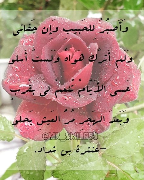 و #اصبر #للحبيب و ان #جفاني 
ولم أترُك #هواه ولَستُ أسلو
#عسى #الأيام تُمعم لي بقرب
وبعد #الهجر #مر #العيش #يحلو
#عنترة_بن_شداد
#عنترة بن #شداد