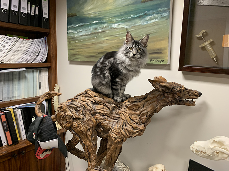 ProfNoelFitz's tweet image. Ride like the wind Excalibur...!