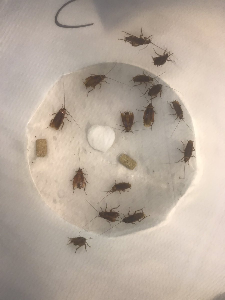 🪳 Millions of roaches, roaches for me 
Just a few of the beautiful specimens we are working with today. #EfficacyTesting #Entomology #weworkwithbugs #Rapid #Responsive #Reliable #Baltimore #Maryland